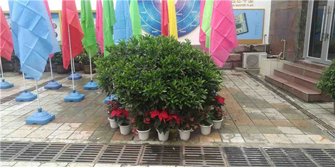 綠意煥新校園，盆栽租賃扮靚校園一角